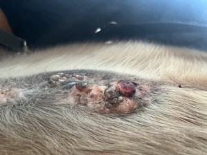 IMG_0321.jpeg