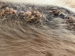 IMG_0418.jpeg