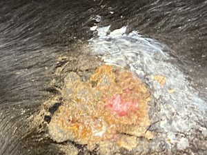 643A2C09-32AC-4039-B078-98159D24F867.jpeg