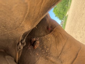 IMG_1561.jpeg