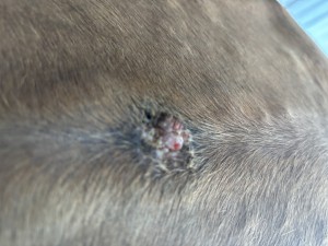 IMG_1534.jpeg