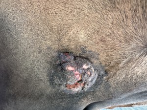 IMG_1154.jpeg (3.8 MiB) 980 mal betrachtet Etwas schräg, da schon fotografieren als mögliche Gefahr eingestuft wird