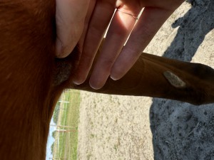 IMG_6243.jpeg