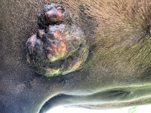 IMG_1236.jpeg