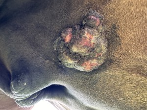 IMG_1245.jpeg (3.3 MiB) 894 mal betrachtet Inkl. Fliege die sich am Eiter zu schaffen macht.