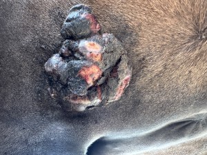 IMG_1387.jpeg