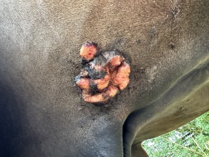 IMG_1583.jpeg (3.82 MiB) 1031 mal betrachtet Heute