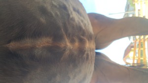 IMG-20240629-WA0006.jpeg