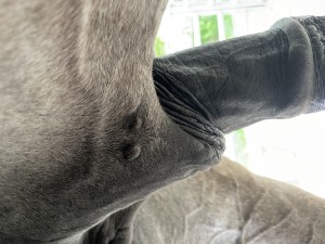 IMG_5347.jpeg