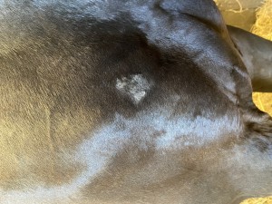 IMG_4596.jpeg