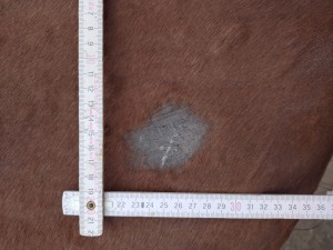 20240708_194620.JPG (5.76 MiB) 826 mal betrachtet Start am 08.07.24 (Hals)