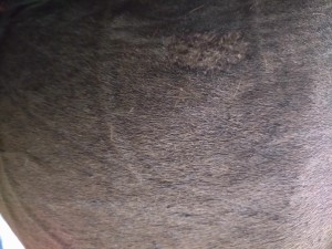 20240708_194835.JPG (7.91 MiB) 826 mal betrachtet Start am 08.07.24 (Oberschenkel)