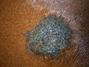 20240712_215122.JPG (7.19 MiB) 685 mal betrachtet 12.07.24 nach 5. Schmieren (Hals)