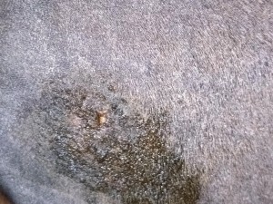 20240712_215253.JPG (5.39 MiB) 685 mal betrachtet 12.07.24 nach 5. Schmieren (Oberschenkel)