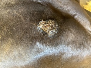 IMG_5242.jpeg