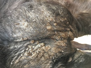 IMG_5182.JPG (3.21 MiB) 4045 mal betrachtet Brust