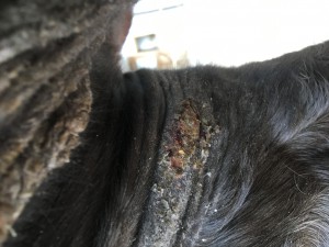 IMG_5184.JPG (2.28 MiB) 4045 mal betrachtet Achsel