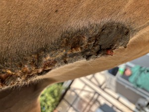 IMG_1932.jpeg