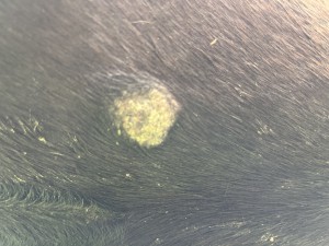 IMG_5888.jpeg