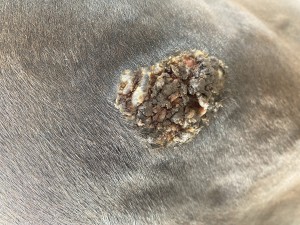 IMG_5539.jpeg