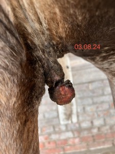 IMG_4346.jpeg