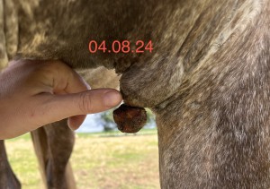 IMG_4362.jpeg