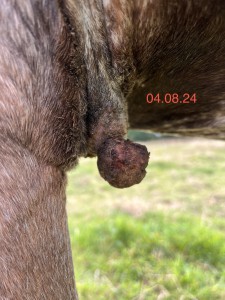 IMG_4371.jpeg