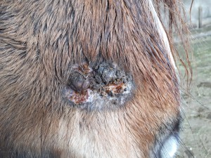 20190311_083905.jpg (7.31 MiB) 3161 mal betrachtet 11. März kleine offene Stellen geschmiert