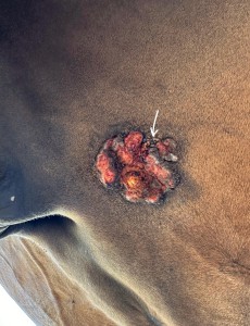 Facetune_05-08-2024-21-59-41.jpeg (3.04 MiB) 1318 mal betrachtet Ich meine das vor der Pfeilspitze