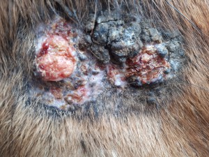 20190312_082932.jpg (5.36 MiB) 2690 mal betrachtet 12 März vor dem schmieren