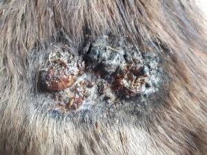 20190313_081313.jpg (5.57 MiB) 2688 mal betrachtet 13 März kurz nach dem schmieren