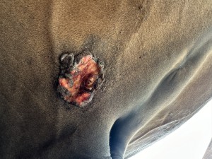 IMG_2374.jpeg (3.74 MiB) 1219 mal betrachtet Gerade nur wieder etwas wenig Kruste, wird aber erfahrungsgemäß schon bald wieder komplett verkrusten