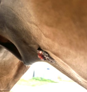 IMG_2377.jpeg (1.58 MiB) 1219 mal betrachtet Das hintere Stück hebt sich immer mehr ab, hoffe das fällt bald komplett ab