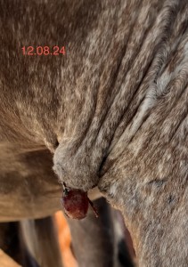 IMG_4450.jpeg