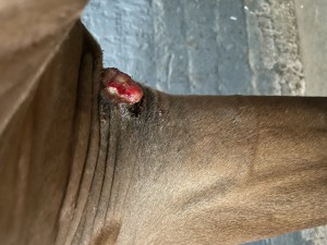 IMG_0954.jpeg
