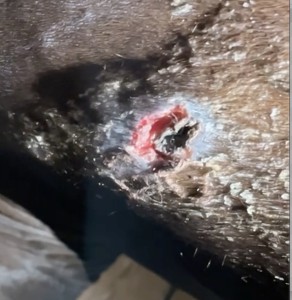 Sarkoid nach abgefallener Kruste