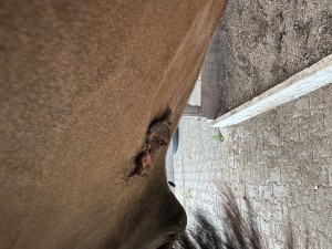 IMG_2574.jpeg
