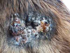 20190316_084101.jpg (5.38 MiB) 2673 mal betrachtet 16. März kurz nach dem schmieren