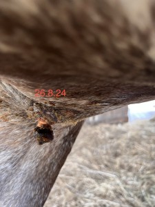IMG_4687.jpeg