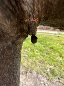 IMG_4696.jpeg