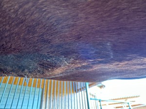 Sarkoid 1 Juli 24.jpg