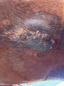 Sarkoid 2 Ende Juli 24.jpg