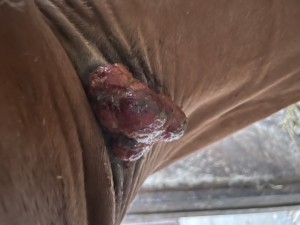 IMG_1102.jpeg