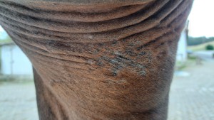 20240915_155722.jpg (3.34 MiB) 974 mal betrachtet Achsel