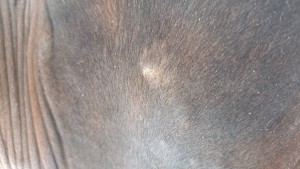 20240915_155708.jpg (3.22 MiB) 1154 mal betrachtet Gurtlage