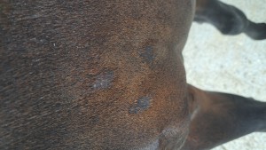 20240915_155625.jpg (4.41 MiB) 1154 mal betrachtet 3er-Pack