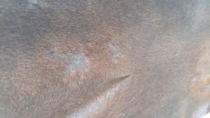 20240915_155622.jpg (3.24 MiB) 1154 mal betrachtet Doppelpack