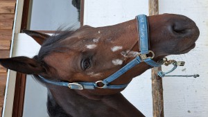 20240915_155816.jpg (4.76 MiB) 1154 mal betrachtet Nivea auf geschuppten Stellen