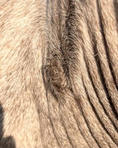 IMG_5406.jpeg