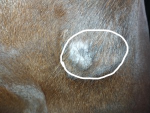 IMG_20240921_222628.jpg (6.24 MiB) 7296 mal betrachtet Der Stand vor ein paar Tagen. Der eingekreiste Bereich war in etwa das Sarkoid